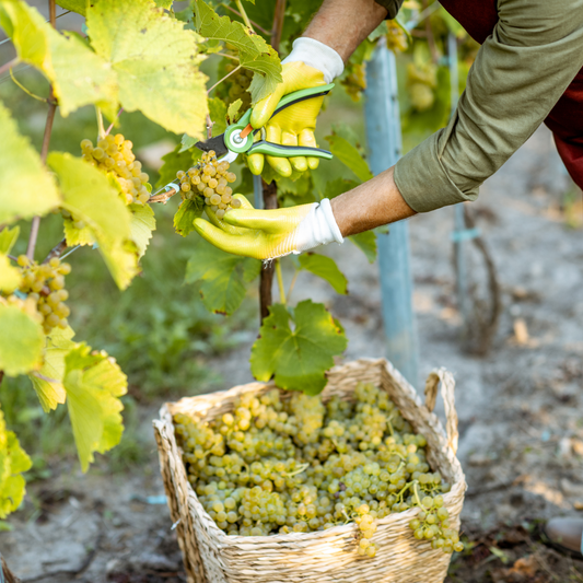 Weinreben werden geerntet bei der Produktion von WINU Alkoholfrei